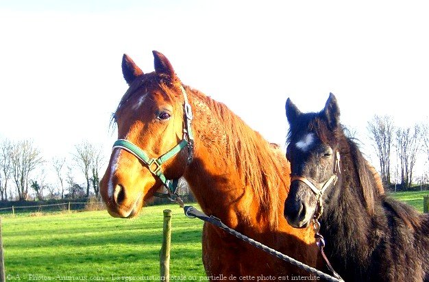 Photo de Races diffrentes