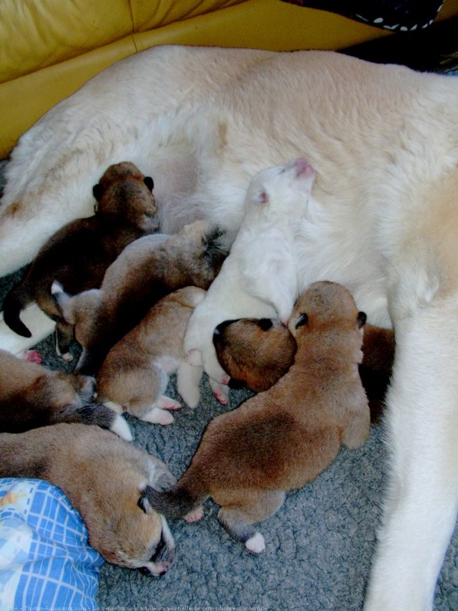 Photo d'Akita inu