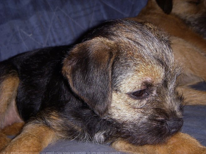 Photo de Border terrier