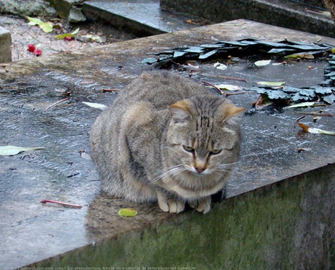 Photo de Chat domestique