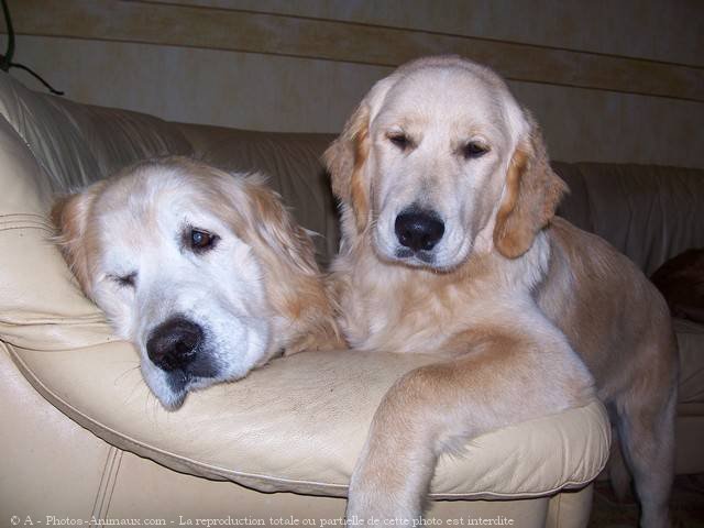 Photo de Golden retriever