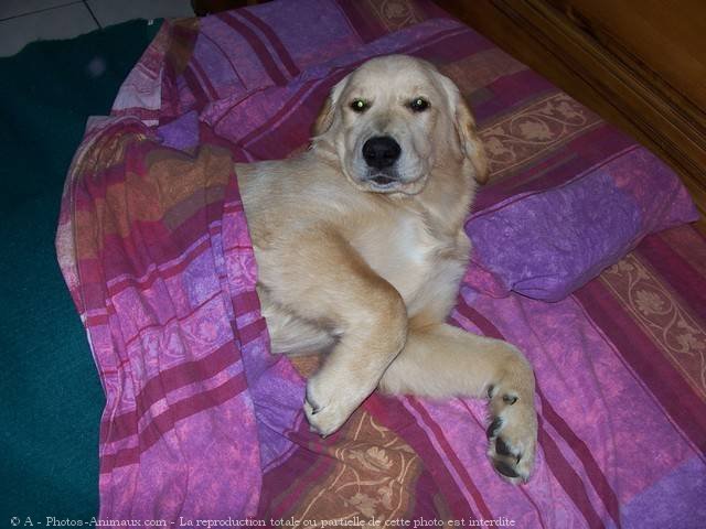 Photo de Golden retriever