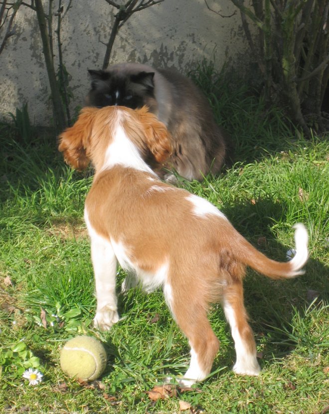 Photo de Cavalier king charles spaniel