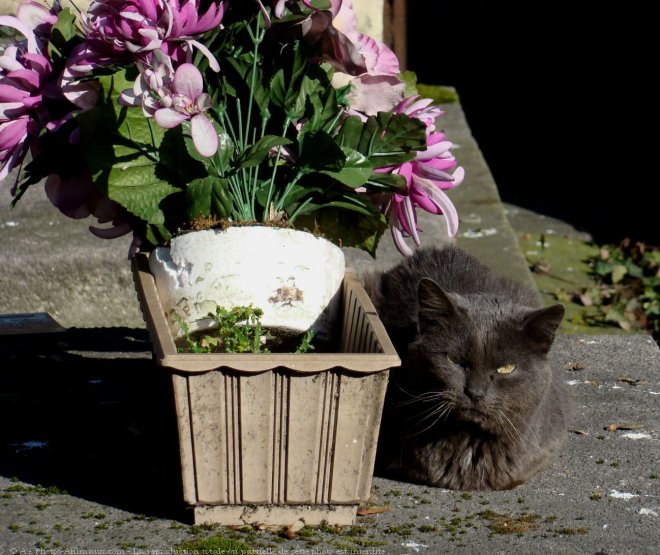 Photo de Chat domestique