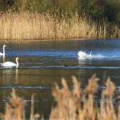 Photo de Cygne