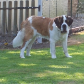 Photo de Saint-bernard poil long