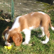 Photo de Cavalier king charles spaniel