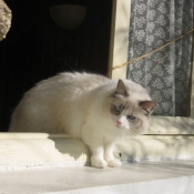 Photo de Ragdoll