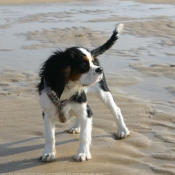 Photo de Cavalier king charles spaniel