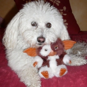 Photo de Bichon  poil fris