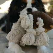 Photo de Cavalier king charles spaniel