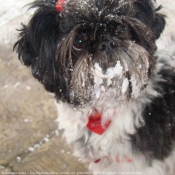 Photo de Shih tzu