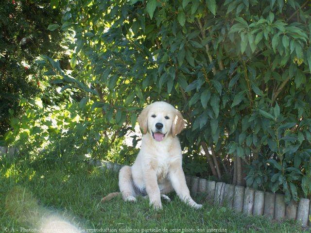 Photo de Golden retriever