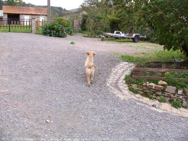 Photo de Golden retriever