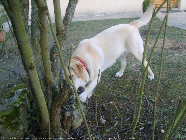 Photo de Labrador retriever