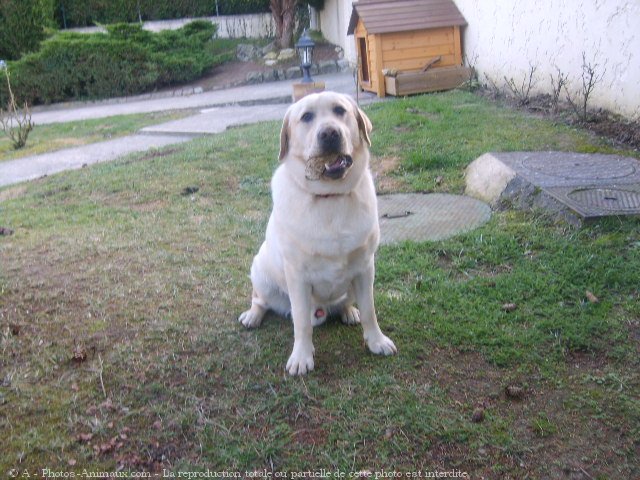 Photo de Labrador retriever