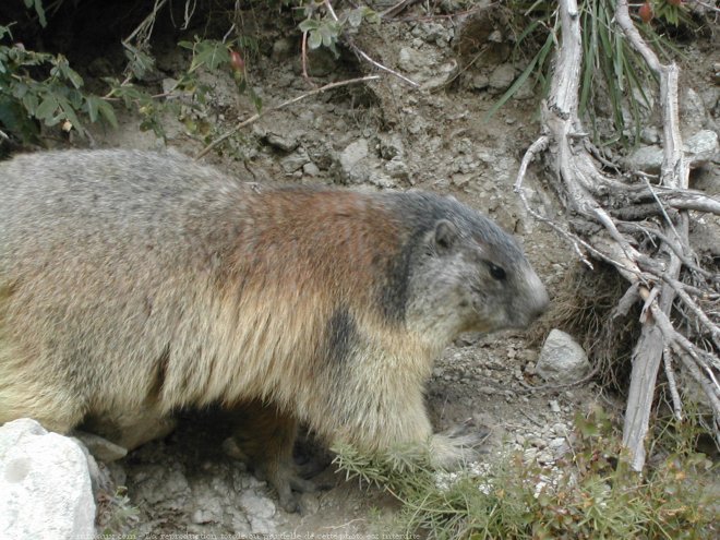 Photo de Marmotte