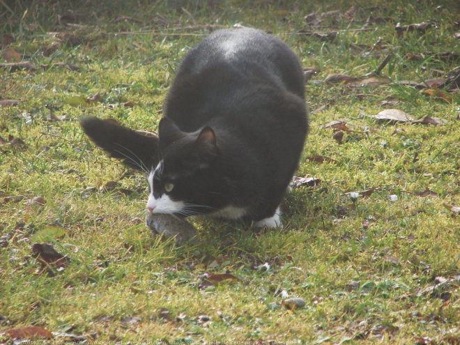 Photo de Chat domestique