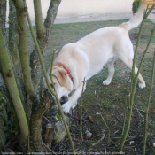 Photo de Labrador retriever