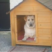 Photo de Labrador retriever