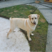 Photo de Labrador retriever