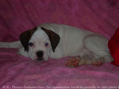 Photo de Boxer