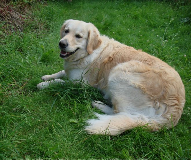 Photo de Golden retriever