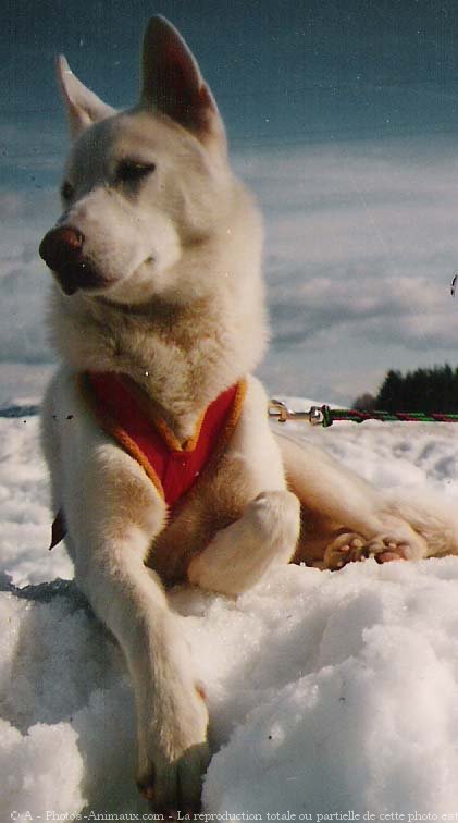 Photo de Husky siberien