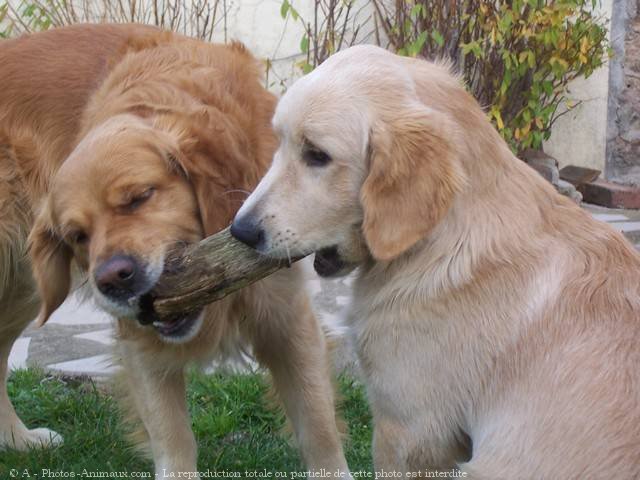 Photo de Golden retriever