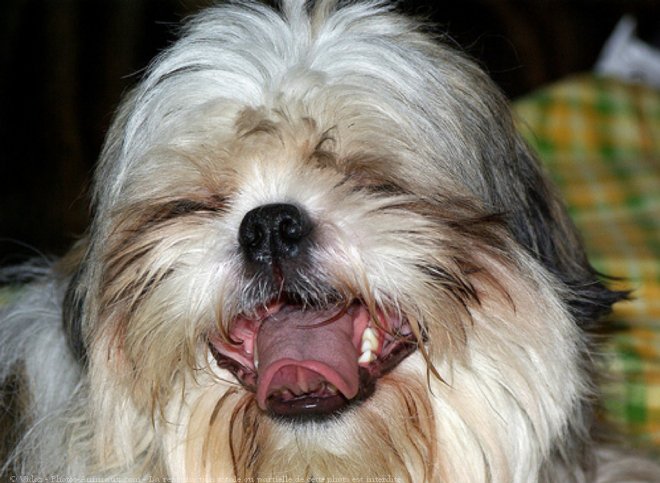 Photo de Shih tzu