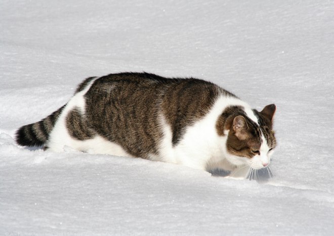 Photo de Chat domestique