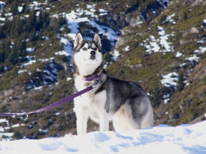 Photo de Husky siberien