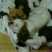 Photo de Boxer