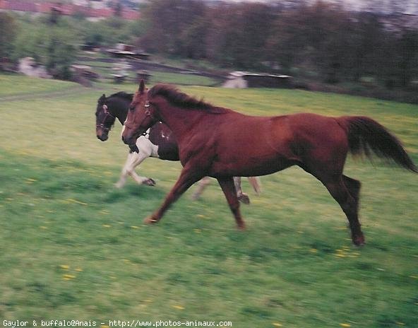 Photo de Races diffrentes