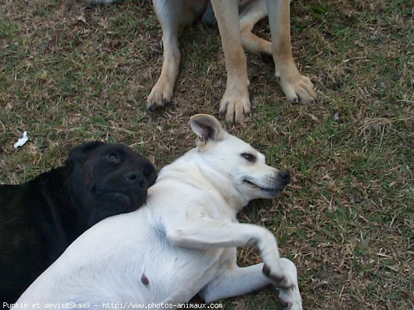 Photo de Labrador retriever