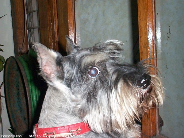 Photo de Schnauzer gant