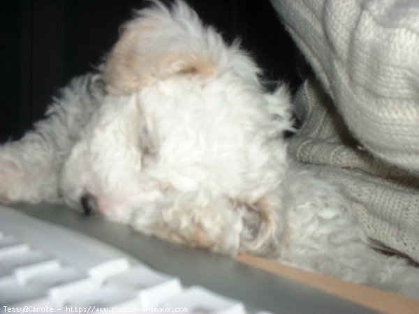 Photo de Bichon  poil fris