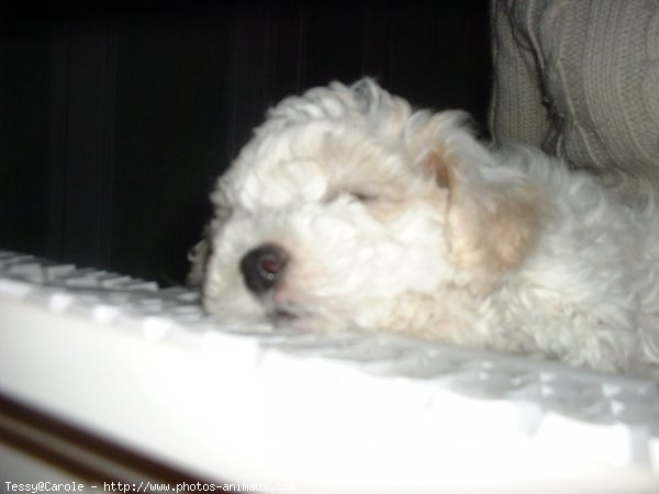 Photo de Bichon  poil fris