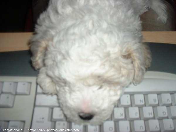 Photo de Bichon  poil fris