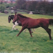 Photo de Races diffrentes