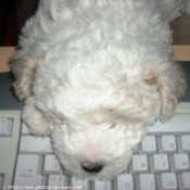 Photo de Bichon  poil fris