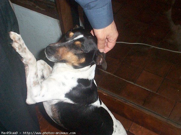 Photo de Fox terrier  poil dur