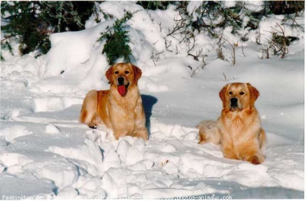 Photo de Golden retriever