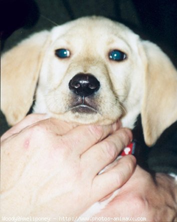 Photo de Labrador retriever