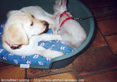 Photo de Labrador retriever