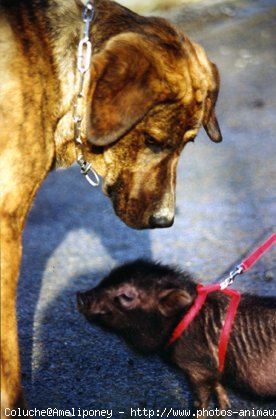 Photo de Labrador retriever