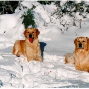 Photo de Golden retriever