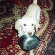 Photo de Labrador retriever