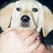 Photo de Labrador retriever