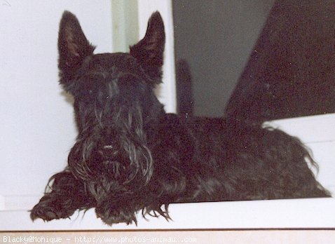 Photo de Scottish terrier